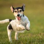 Glukozamin za pse kao podrška zdravlju zglobova glukozamin za pse